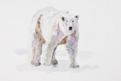 Polar-Bear-3