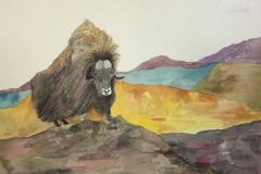 Fauna-Muskox