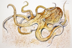 Fauna-octopus