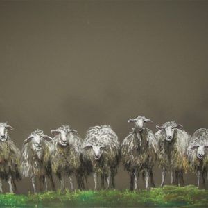 Seven Sheep
