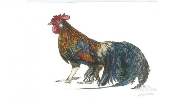 phoenix rooster