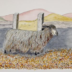 Lincolnshire Sheep