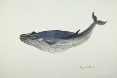 Balaenoptera-Musculus