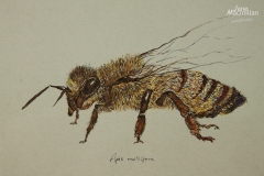 Fauna-GIMG_4420-HoneyBee