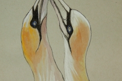 Fauna-GIMG_4421-Gannet