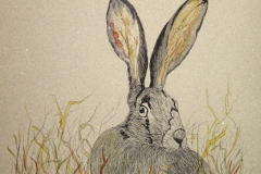 Fauna-Hare
