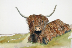 Highland-Cow