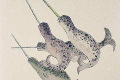 Narwhals