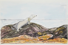 Polar-Bear-scanning