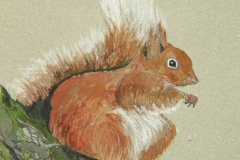 Red-Squirrel