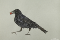 Strutting-Crow