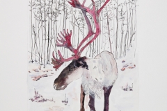 Woodland-Caribou-2
