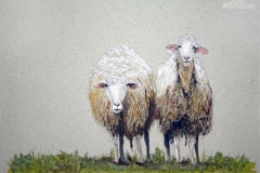 ctwo-sheep-hanging-out