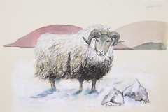 cw-icelandic-sheep
