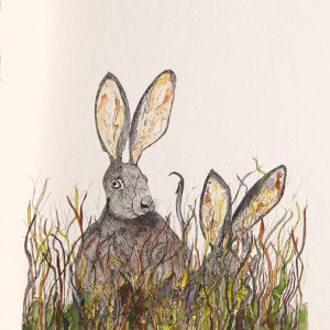 Two hares in grass